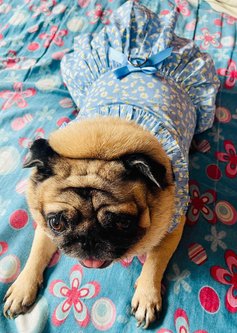Pug Dogs For Mating In Chennai