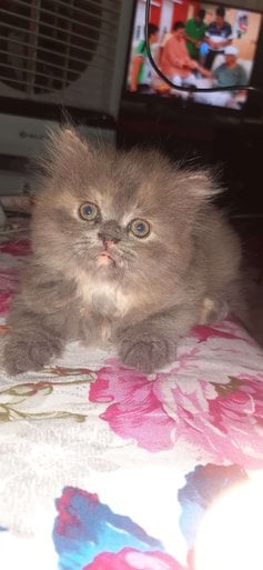 Persian For Sale In Secunderabad