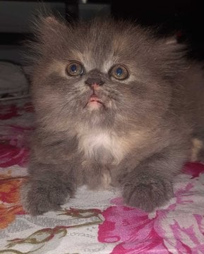 Persian For Sale In Secunderabad