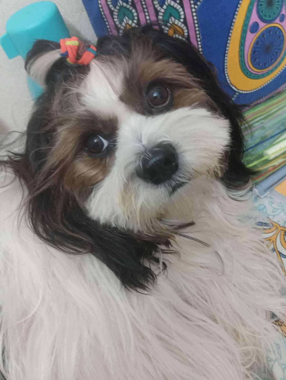 Shih Tzu Dogs For Mating In Bangalore