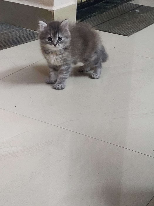 Persian For Sale In Thane