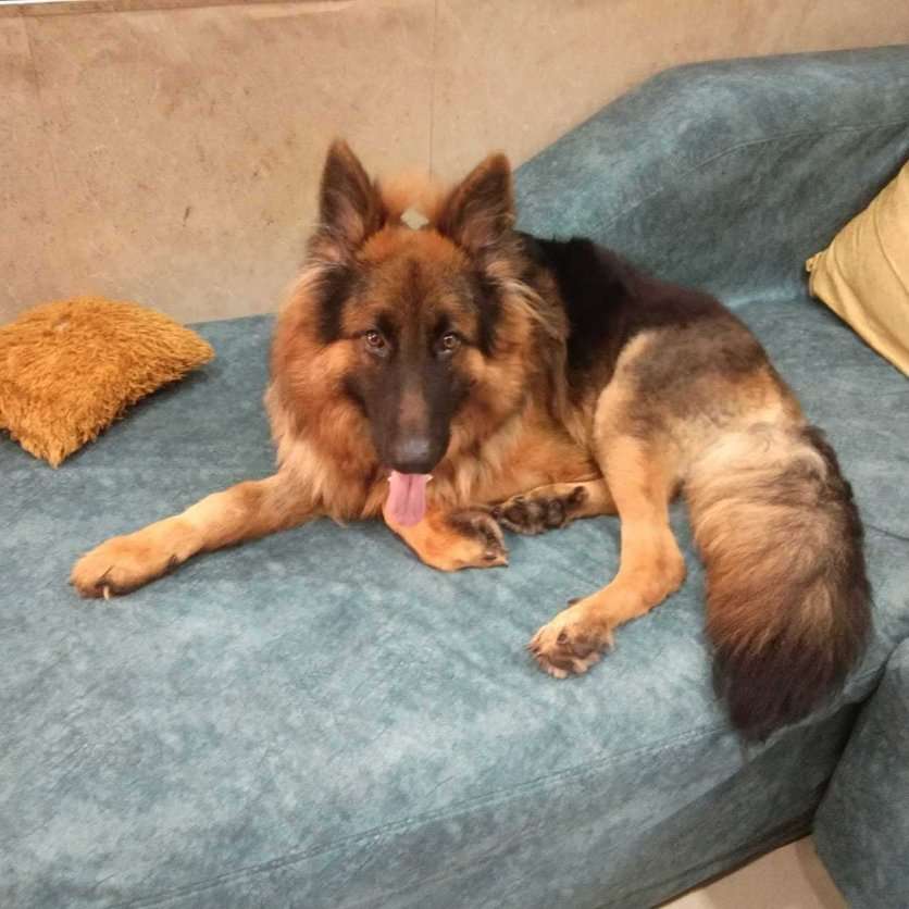 German Shepherd Dogs For Mating In Thane
