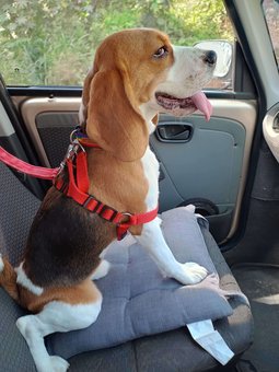 Beagle Dogs For Mating In Bangalore