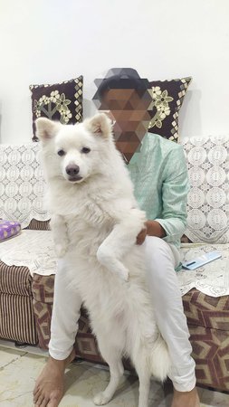 Pomeranian Dogs For Mating In Aurangabad