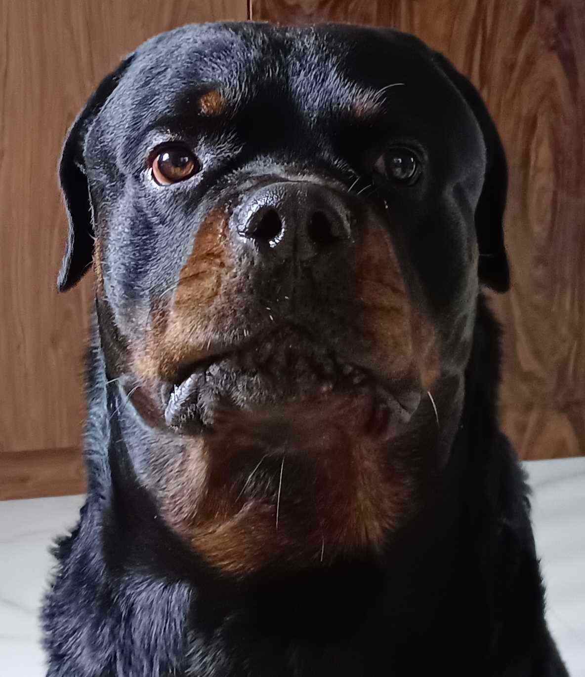 Rottweiler Dogs For Mating In Bangalore