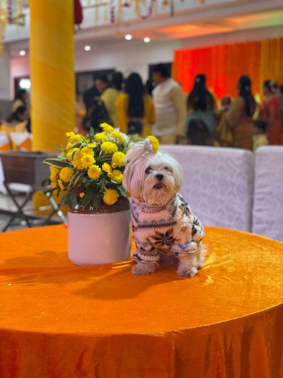 Maltese Dogs For Mating In Pune
