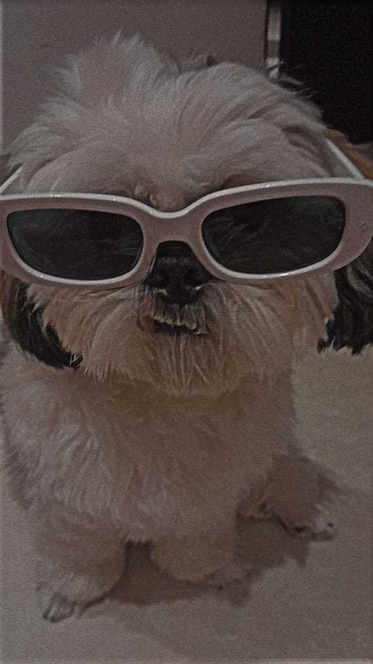 Shih Tzu Dogs For  Mating In Jaipur