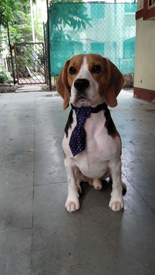 Beagle Dogs For Mating In Pune