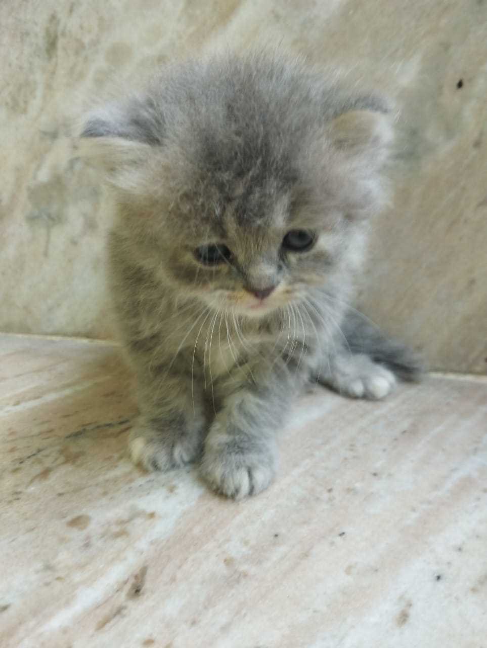 Persian For Sale In Bareilly
