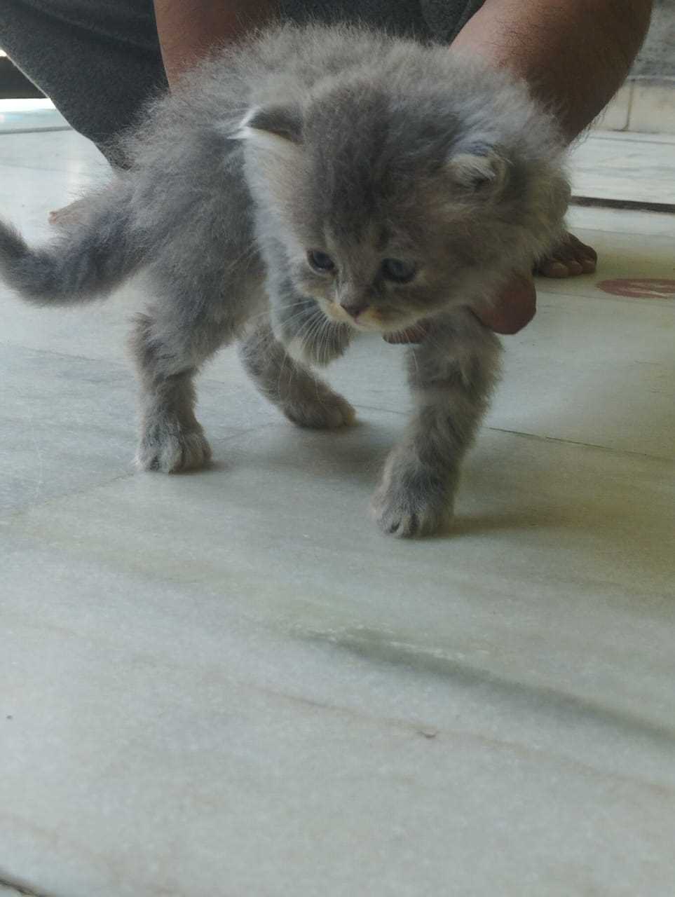 Persian For Sale In Bareilly