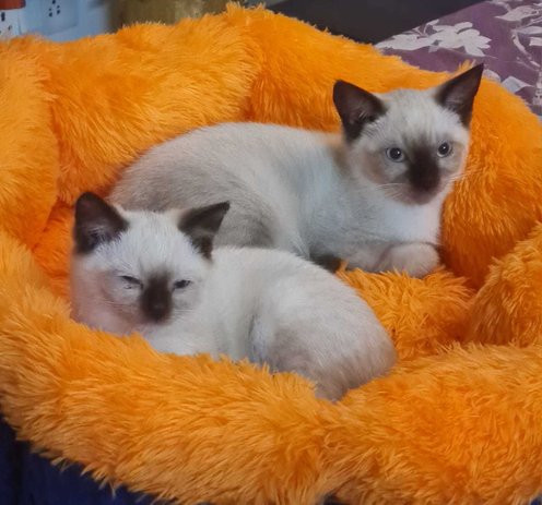 Himalayan For Sale In Allahabad