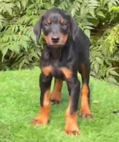 Doberman For Sale In Muktsar