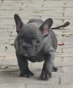 French Bulldog For Sale In Mansa PB