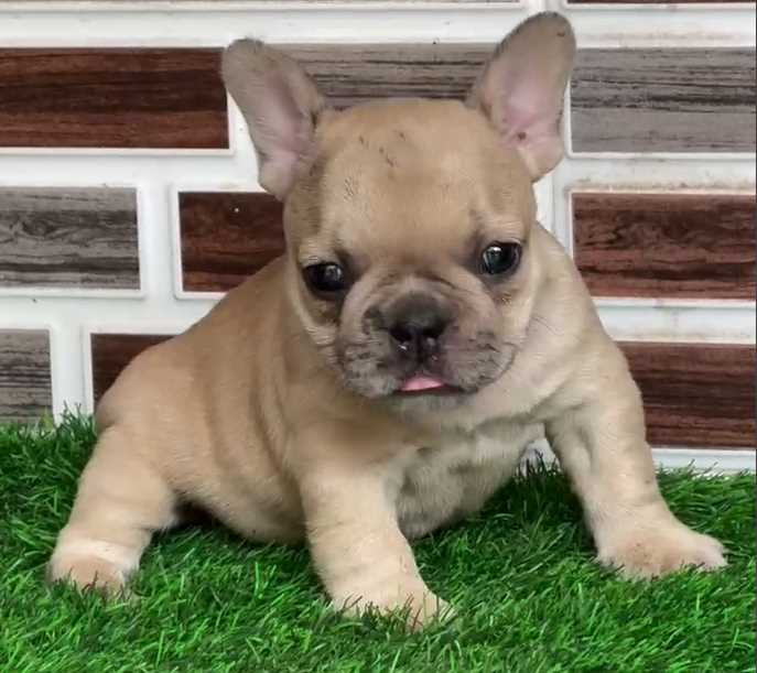 French Bulldog For Sale In Kapurthala