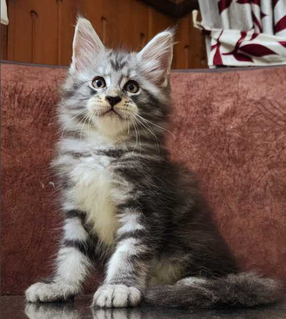 Basic Quality Maine Coon Cat