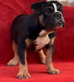 English Bulldog For Sale In Nawanshahr