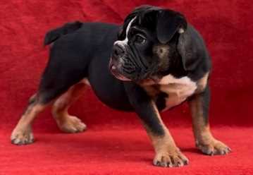 English Bulldog For Sale In Nawanshahr