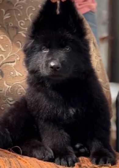 German Shepherd For Sale In Meerut