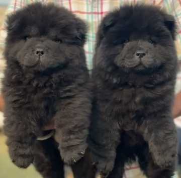 Chow Chow For Sale In Mohali
