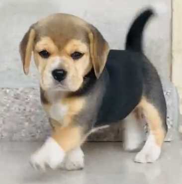 Beagle For Sale In Mumbai