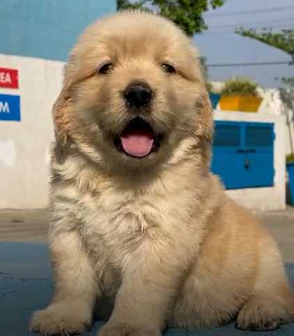 Golden Retriever For Sale In Muktsar