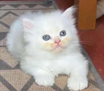 Persian For Sale In Malappuram
