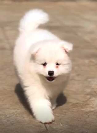 Samoyed For Sale In Muktsar