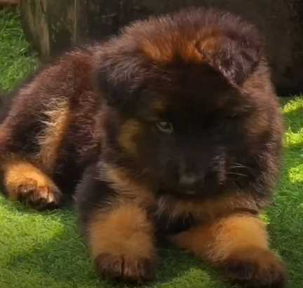 German Shepherd For Sale In Jaipur