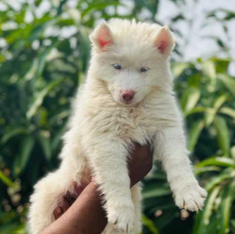 Siberian Husky For Sale In Pune