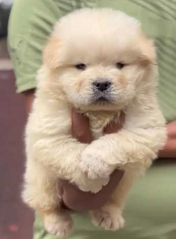 Chow Chow For Sale In Bangalore