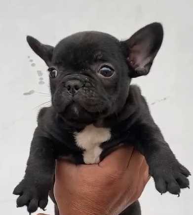 French Bulldog For Sale In Mansa PB