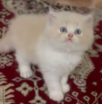 Persian For Sale In Mumbai
