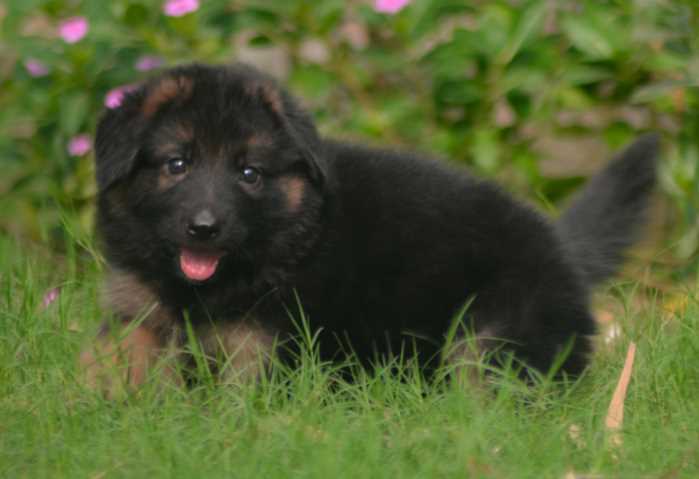 German Shepherd For Sale In Delhi