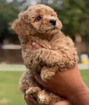 Poodle For Sale In Delhi