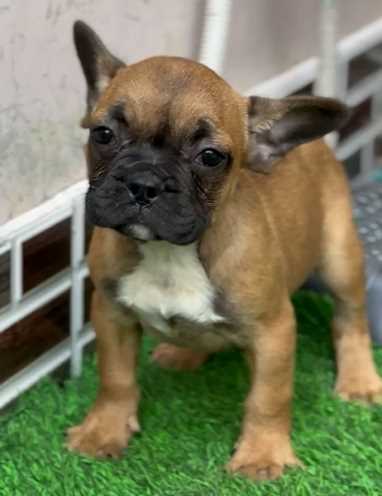 French Bulldog For Sale In Mohali