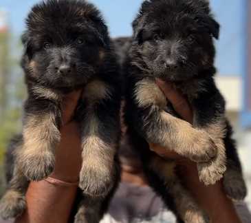 Mr n Mrs Pet