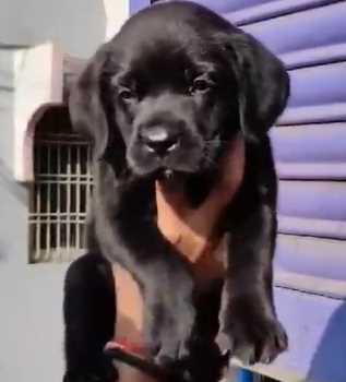 Labrador Retriever For Sale In Mumbai