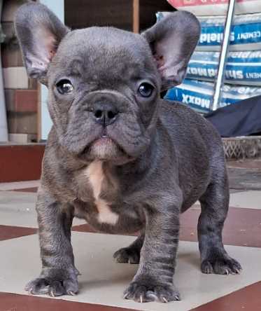 French Bulldog For Sale In Moga