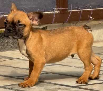 French Bulldog For Sale In Delhi