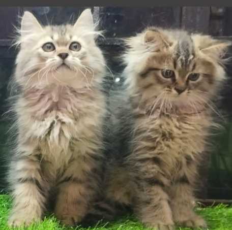 Siberian For Sale In Bangalore