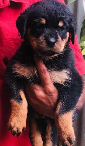 Rottweiler For Sale In Bangalore