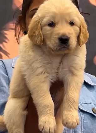 Golden Retriever For Sale In Hyderabad