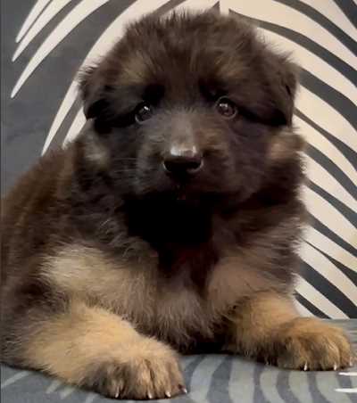 German Shepherd For Sale In Hyderabad