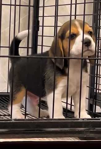 Beagle For Sale In Hyderabad