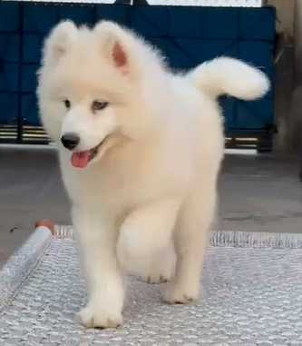 Samoyed For Sale In Mohali