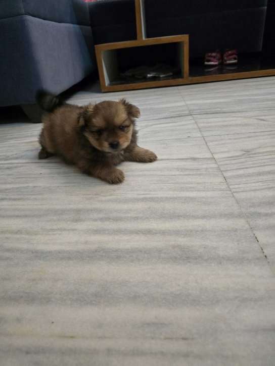 Toy Pom For Sale In Jaipur