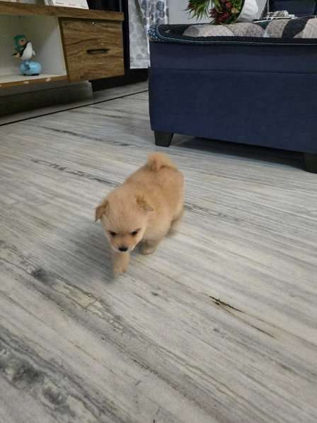 Toy Pom For Sale In Jaipur