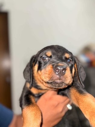 Rottweiler For Sale In Ahmedabad