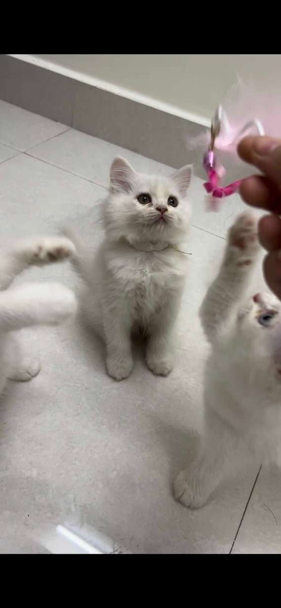 Persian For Sale In Hyderabad
