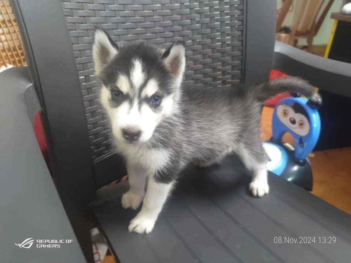 Siberian Husky For Sale In Chennai